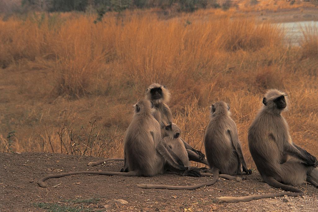 The Oberoi Vanyavilas Wildlife Resort, Ranthambhore Sawai Madhopur Exterior photo